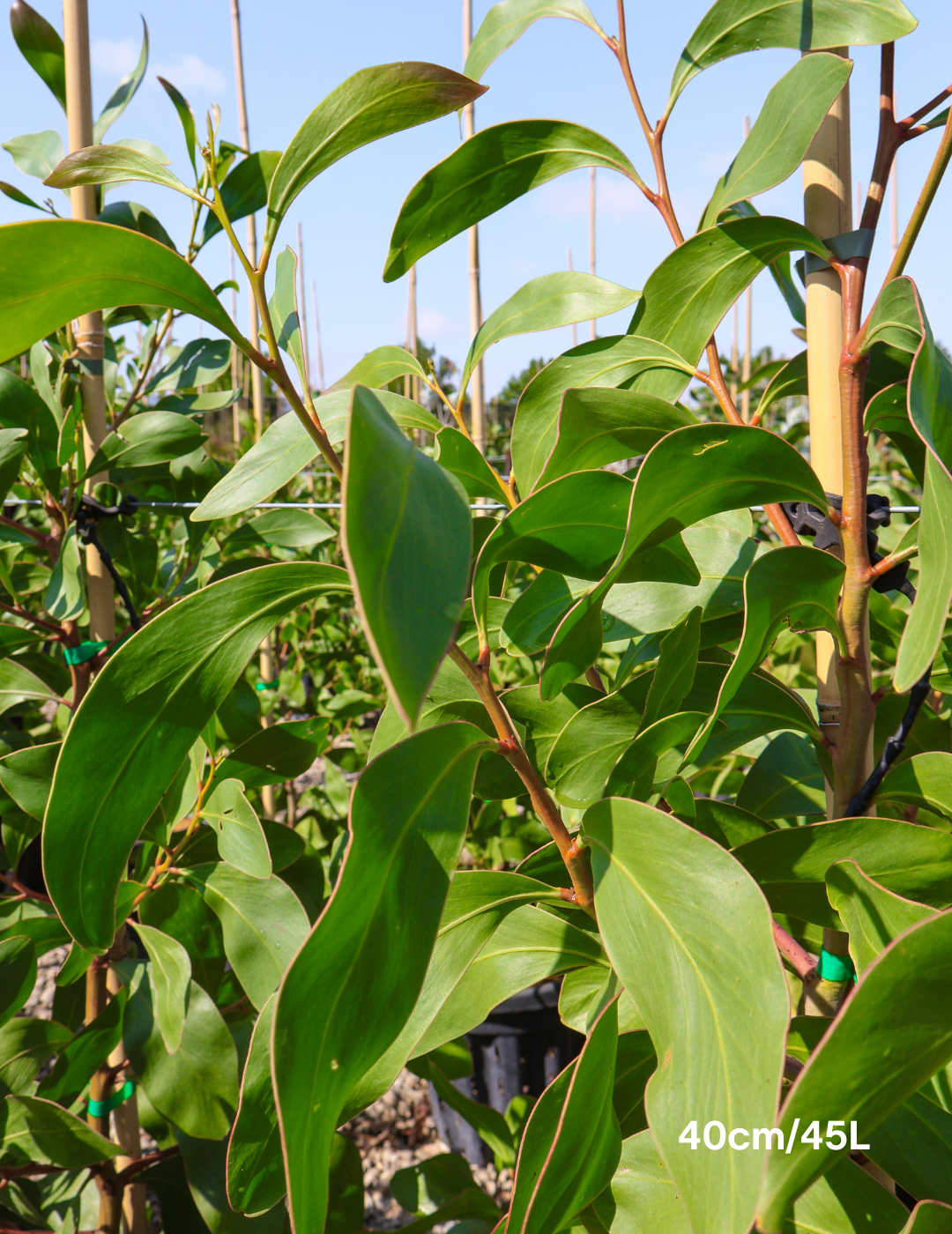 Acacia pycnantha - Golden Wattle - Evergreen Trees Direct