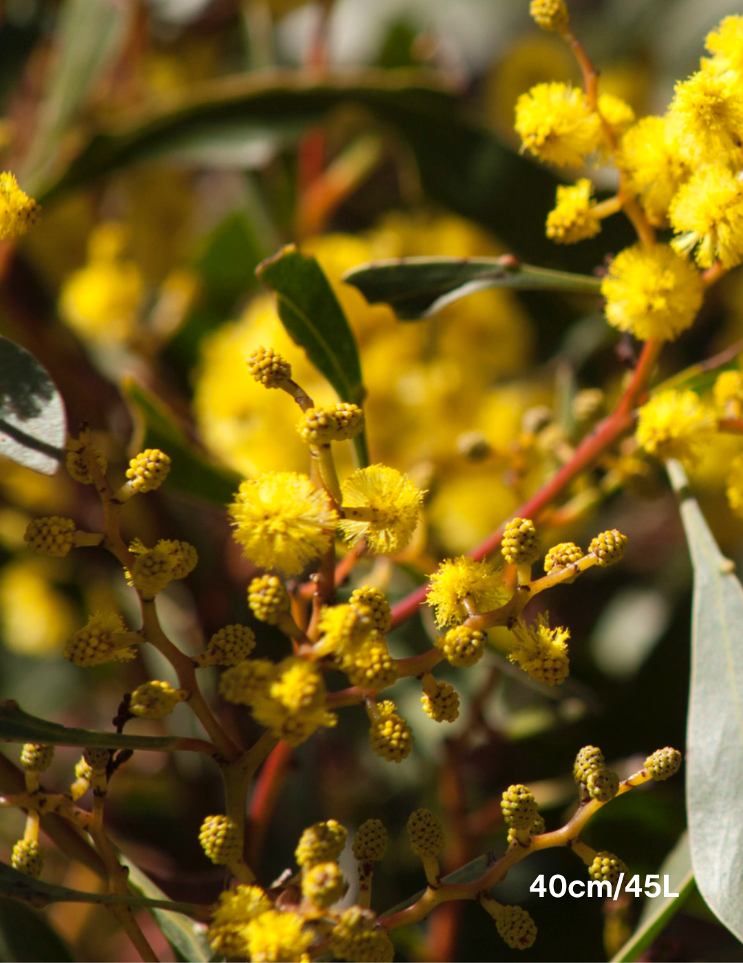 Acacia pycnantha - Golden Wattle - Evergreen Trees Direct