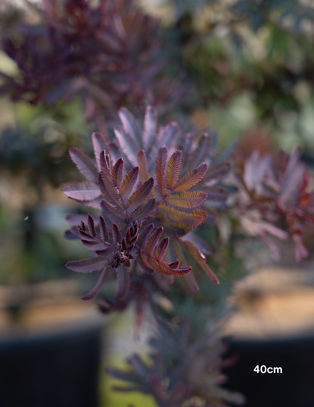 Acacia cognata ‘Copper Tips’ - Evergreen Trees Direct