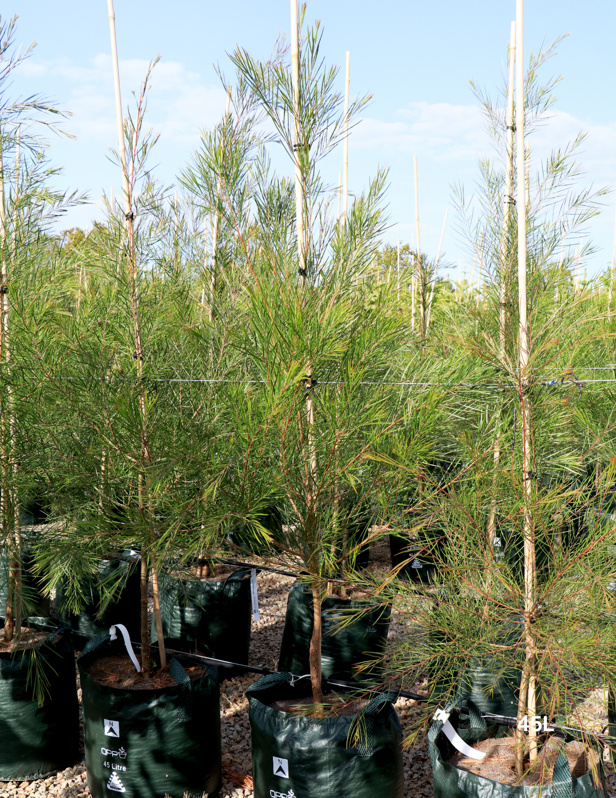 Acacia Floribunda - Evergreen Trees Direct