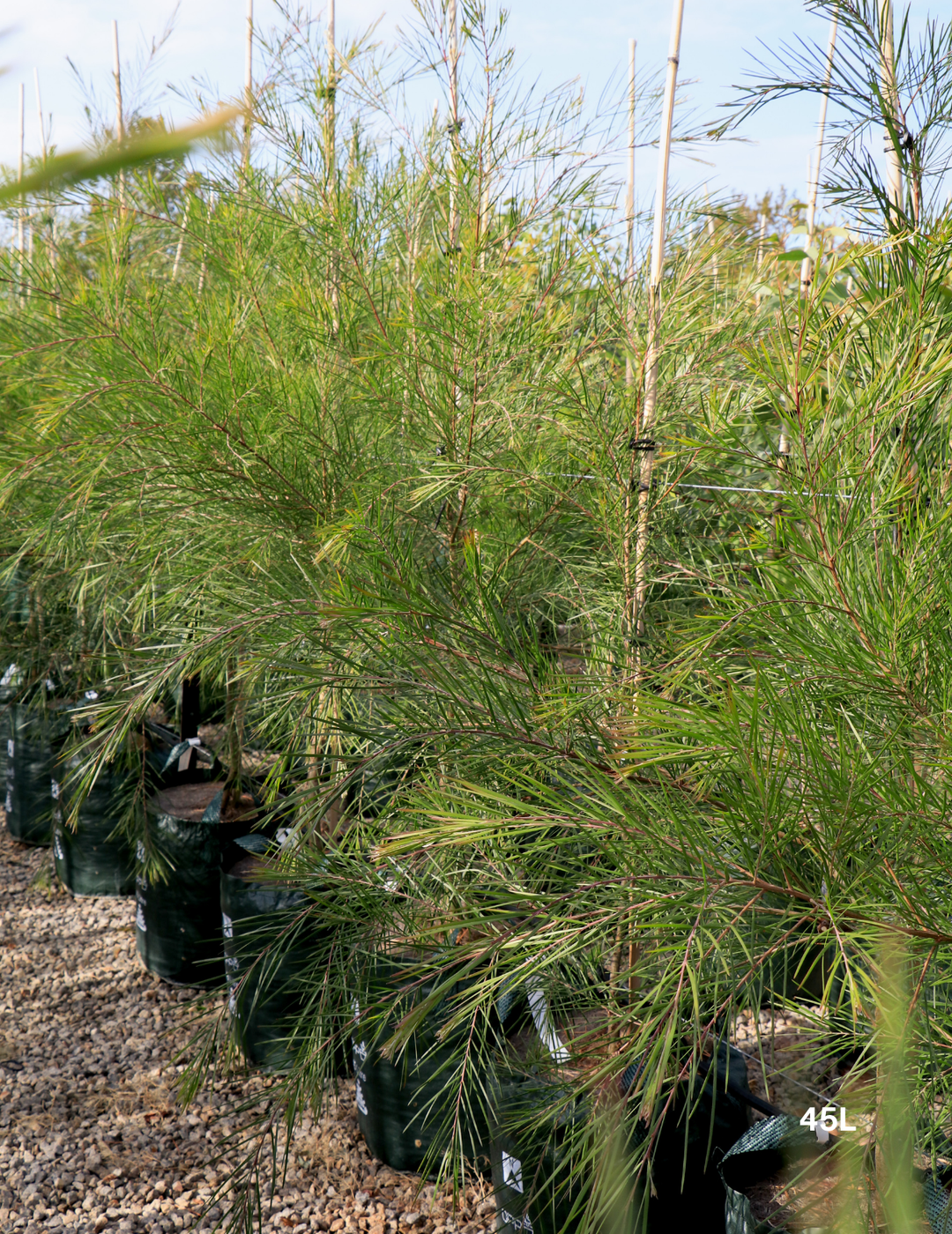 Acacia Floribunda - Evergreen Trees Direct