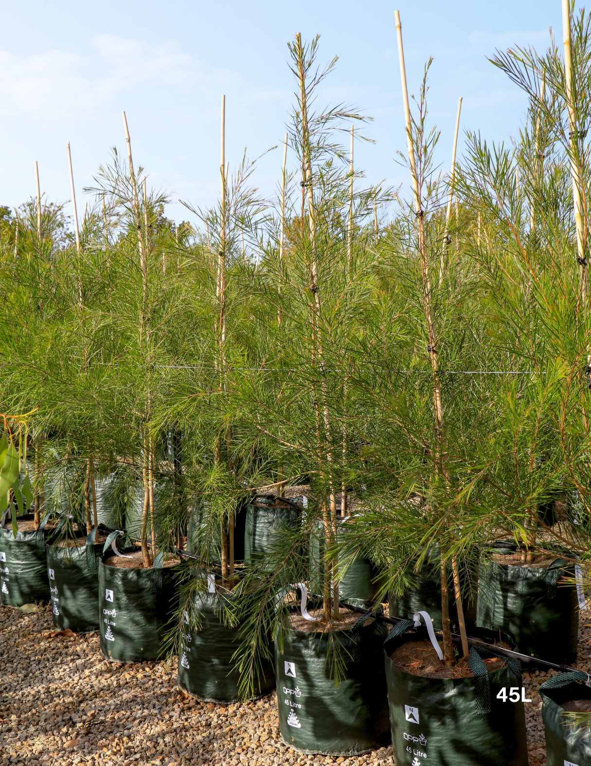 Acacia Floribunda - Evergreen Trees Direct