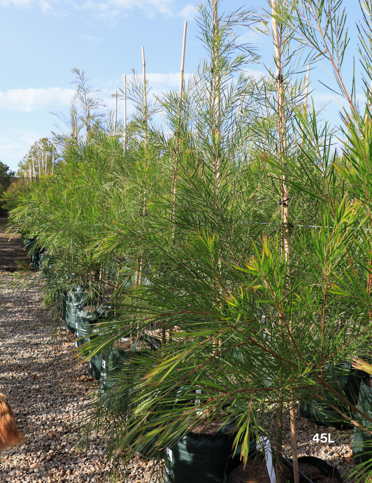 Acacia Floribunda - Evergreen Trees Direct