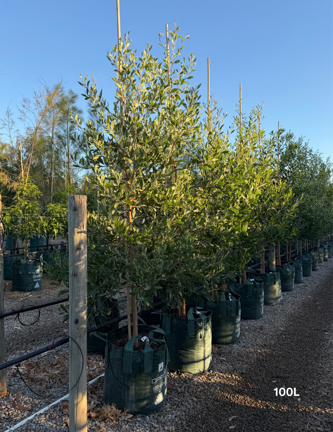 Acacia melanoxylon - Blackwood Acacia