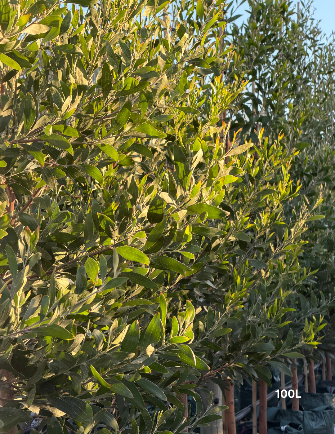 Acacia melanoxylon - Blackwood Acacia