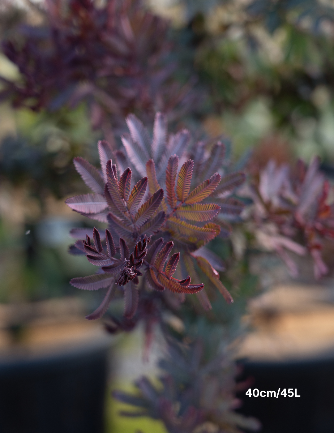 Acacia baileyana purpurea - Purple-Leaf Wattle - Evergreen Trees Direct