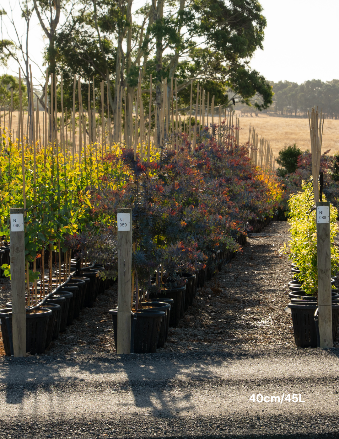 Acacia baileyana purpurea - Purple-Leaf Wattle - Evergreen Trees Direct