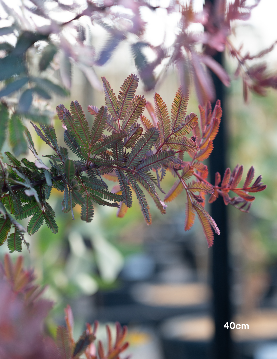 Acacia baileyana purpurea - Purple-Leaf Wattle - Evergreen Trees Direct