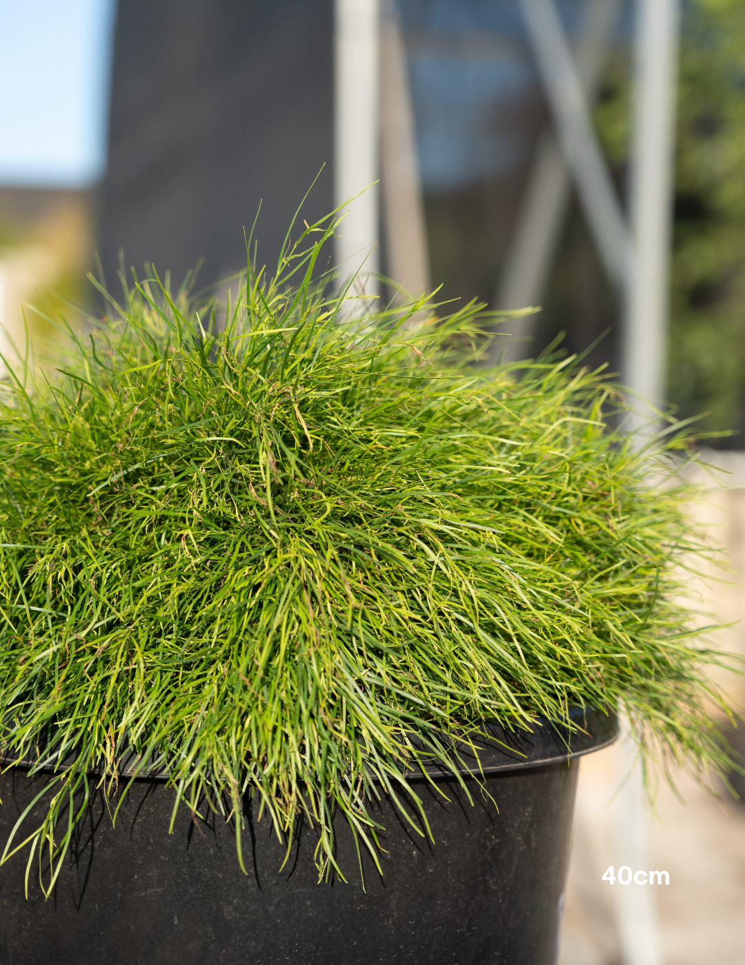 Acacia cognata Limelight - Evergreen Trees Direct