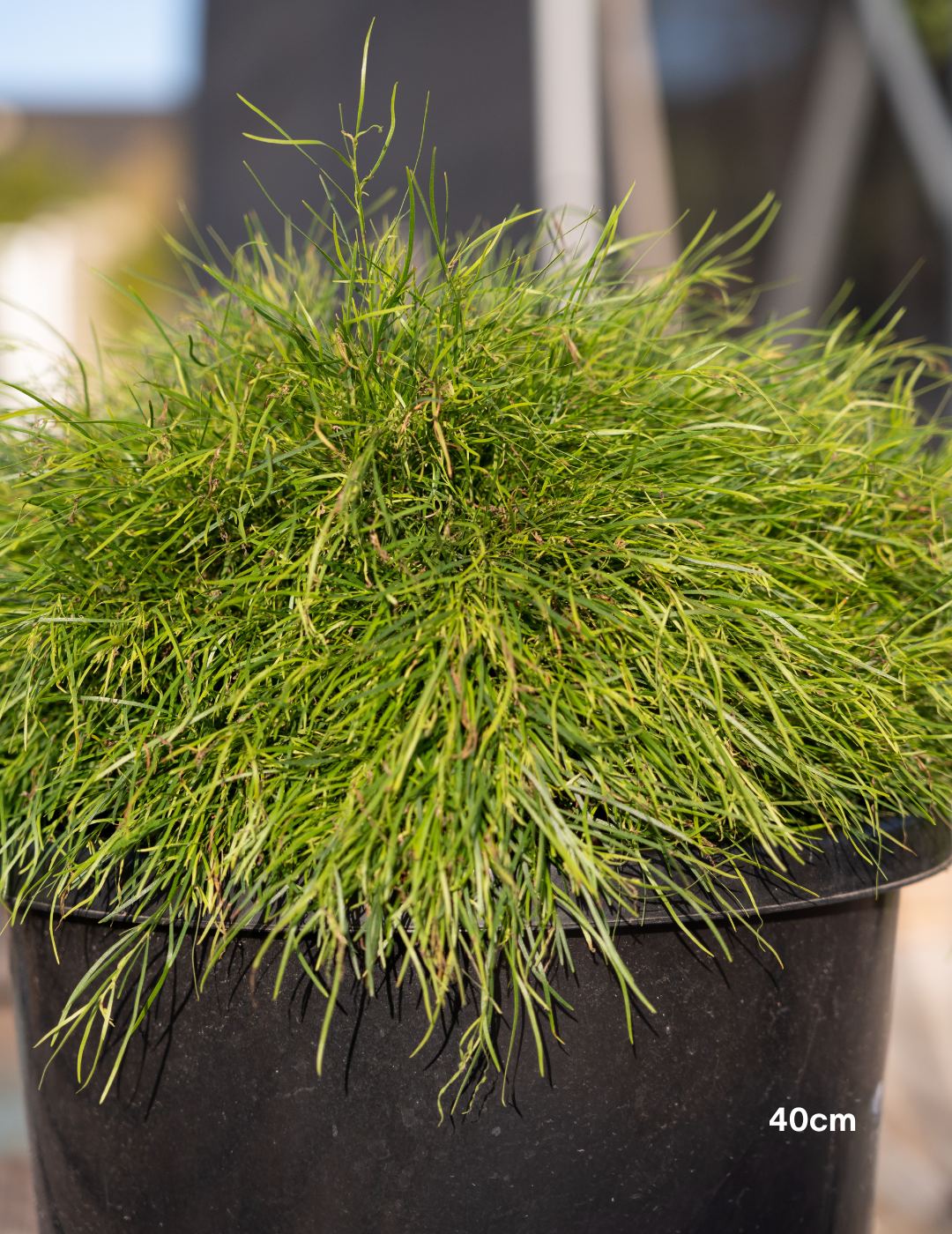 Acacia cognata Limelight