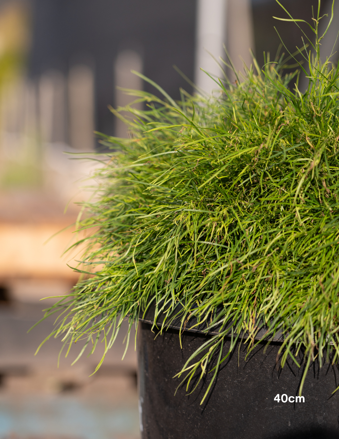 Acacia cognata Limelight - Evergreen Trees Direct