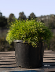 Acacia cognata Limelight - Evergreen Trees Direct