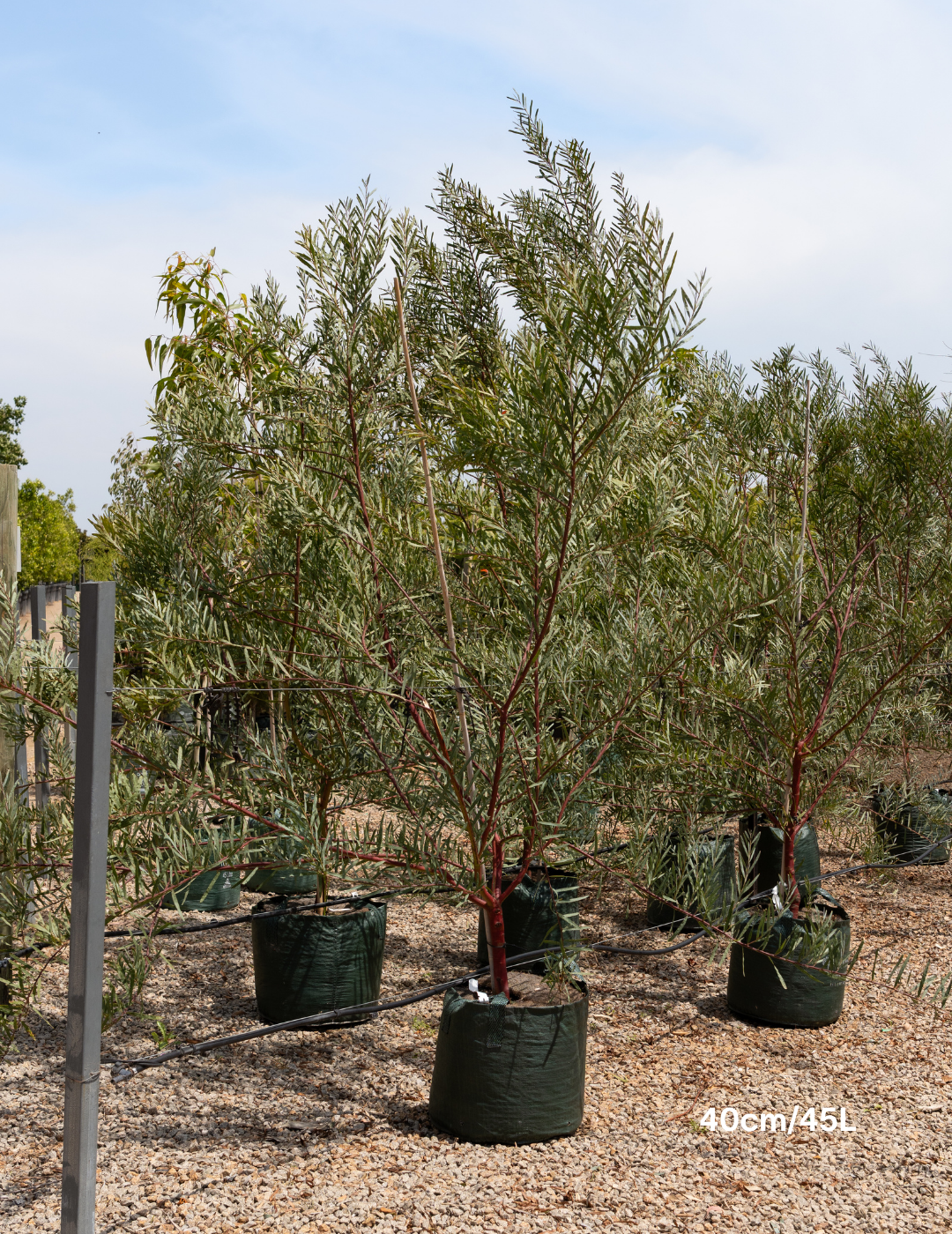 Acacia iteaphylla