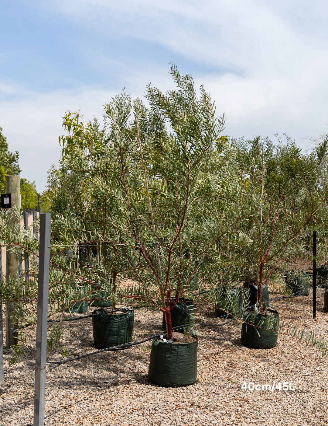 Acacia iteaphylla - Evergreen Trees Direct
