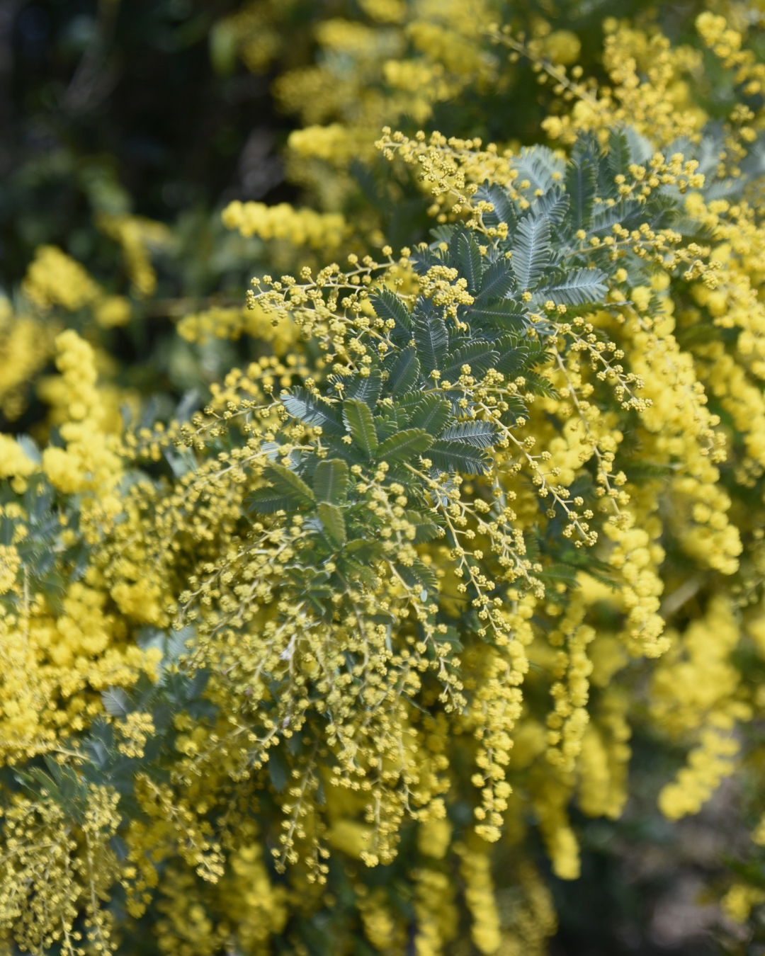 Evergreen Trees Direct
