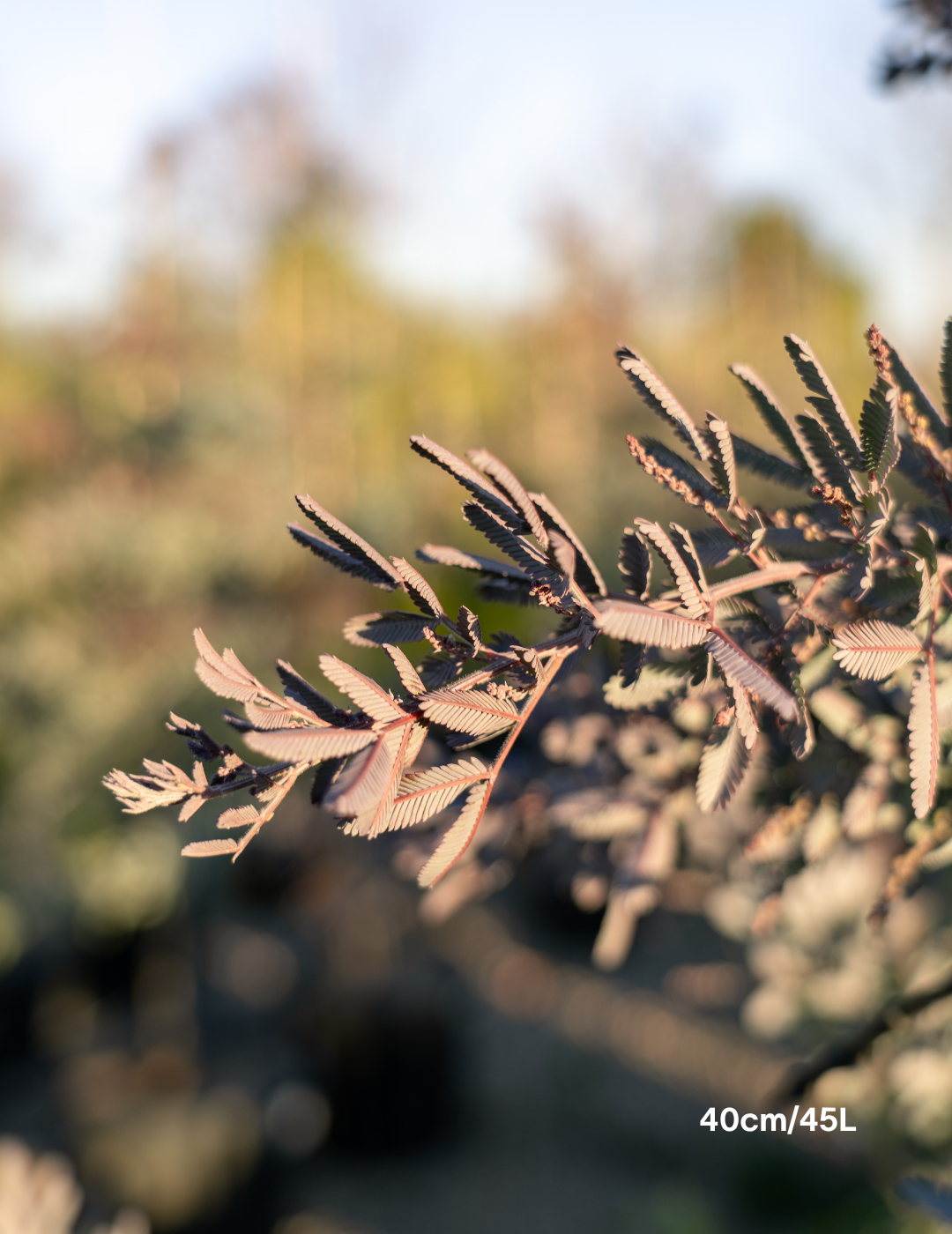 Acacia baileyana purpurea - Purple-Leaf Wattle - Evergreen Trees Direct