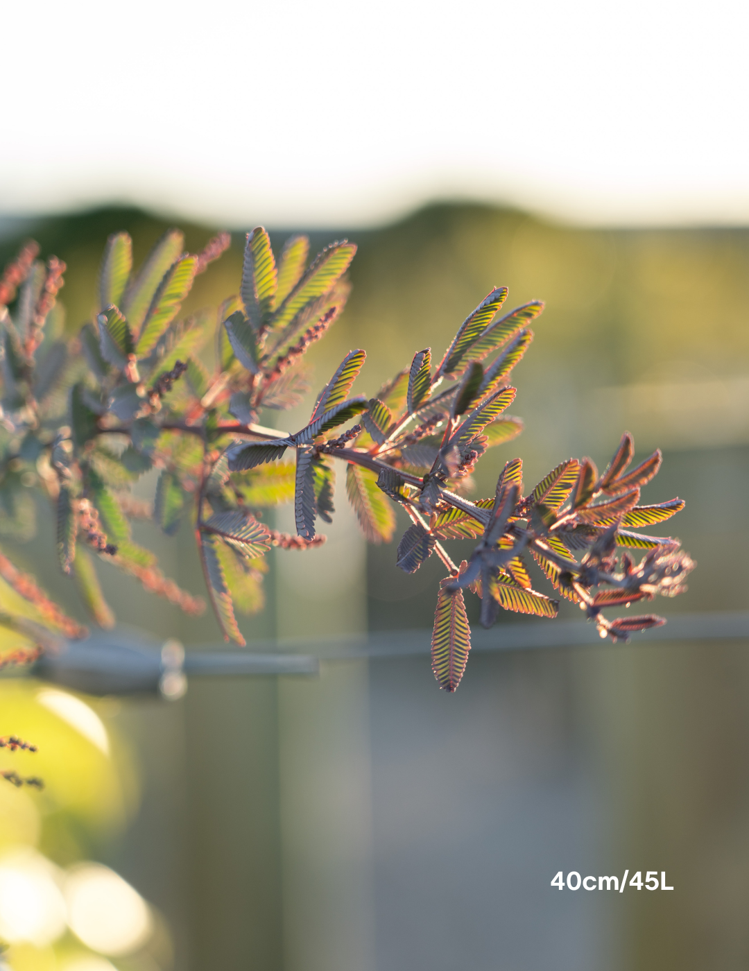 Acacia baileyana purpurea - Purple-Leaf Wattle