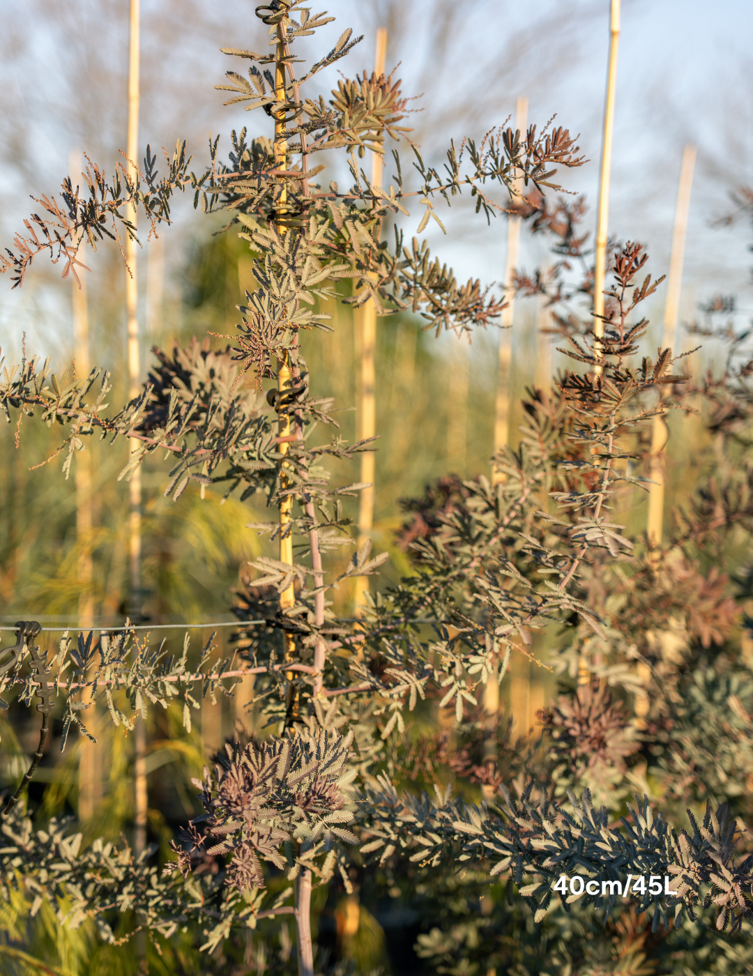 Acacia baileyana purpurea - Purple-Leaf Wattle - Evergreen Trees Direct