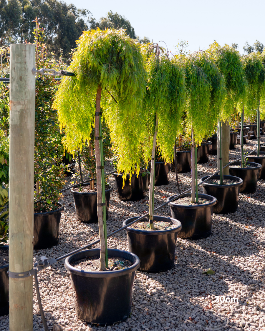 Acacia cognata 'Waterfall' Standard Wattle