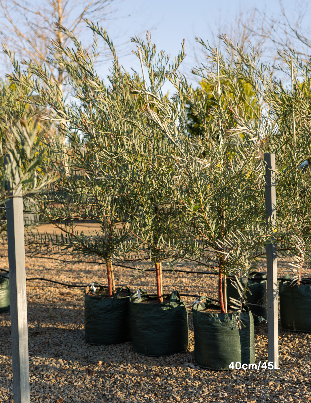 Acacia iteaphylla - Evergreen Trees Direct