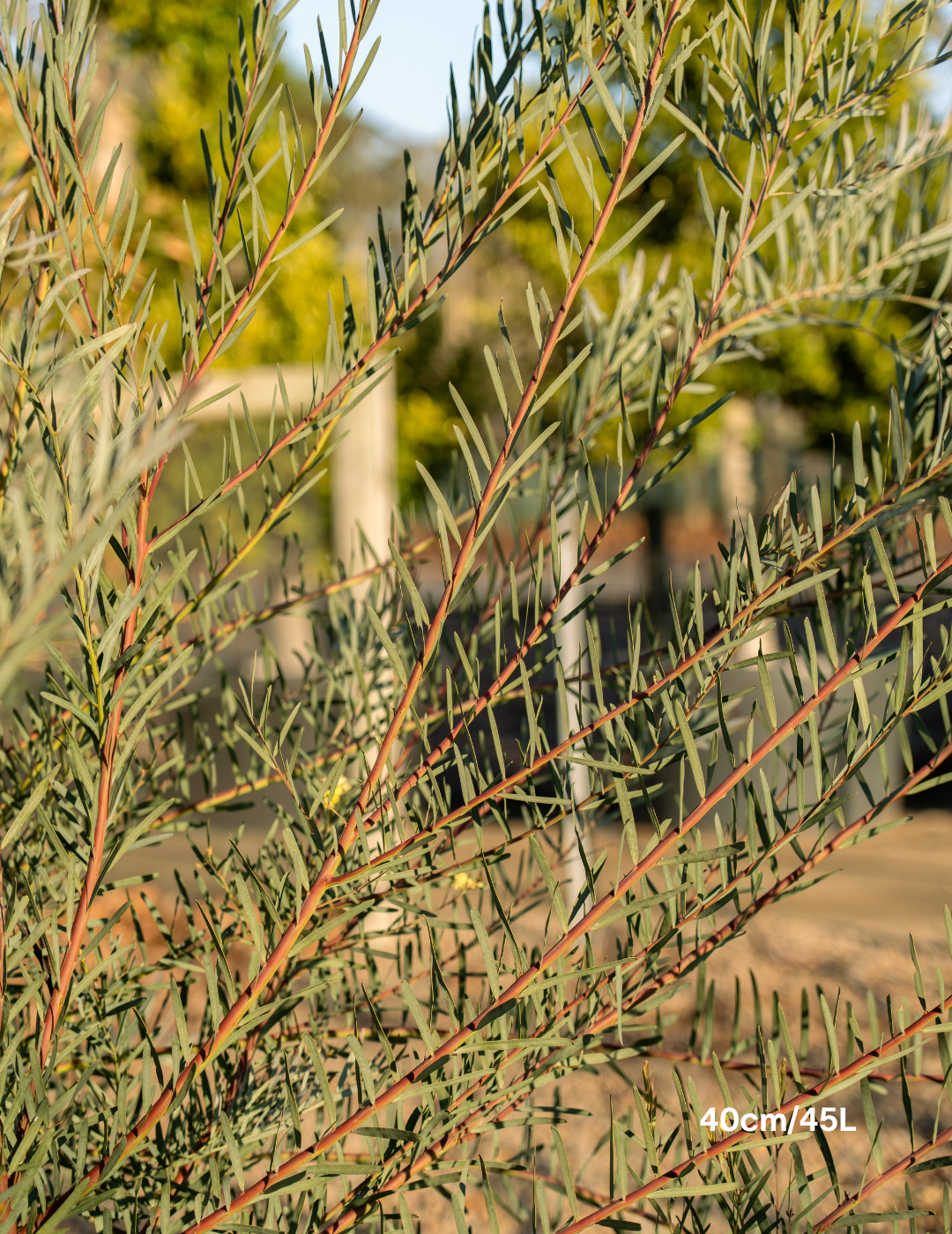 Acacia iteaphylla - Evergreen Trees Direct