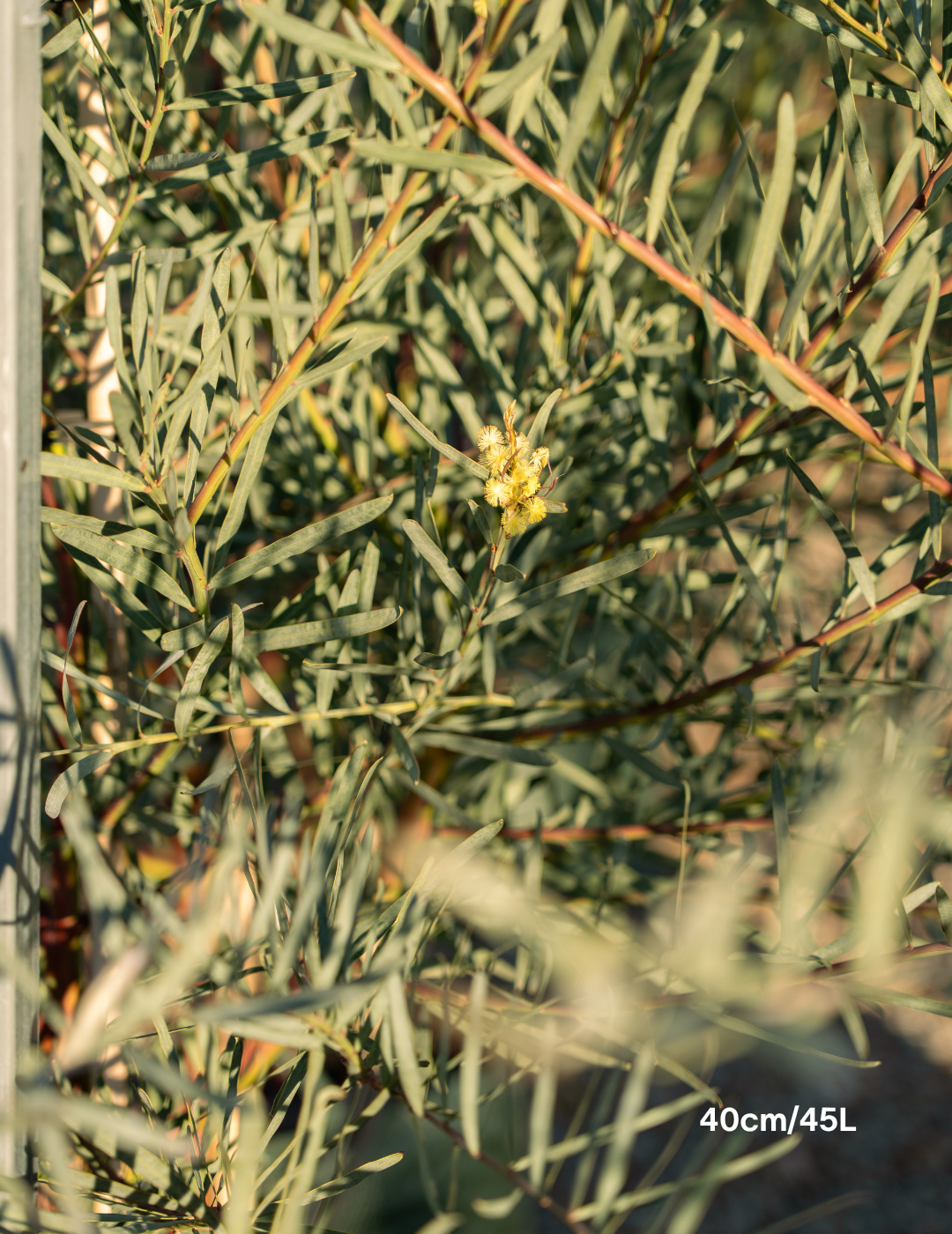 Acacia iteaphylla - Evergreen Trees Direct