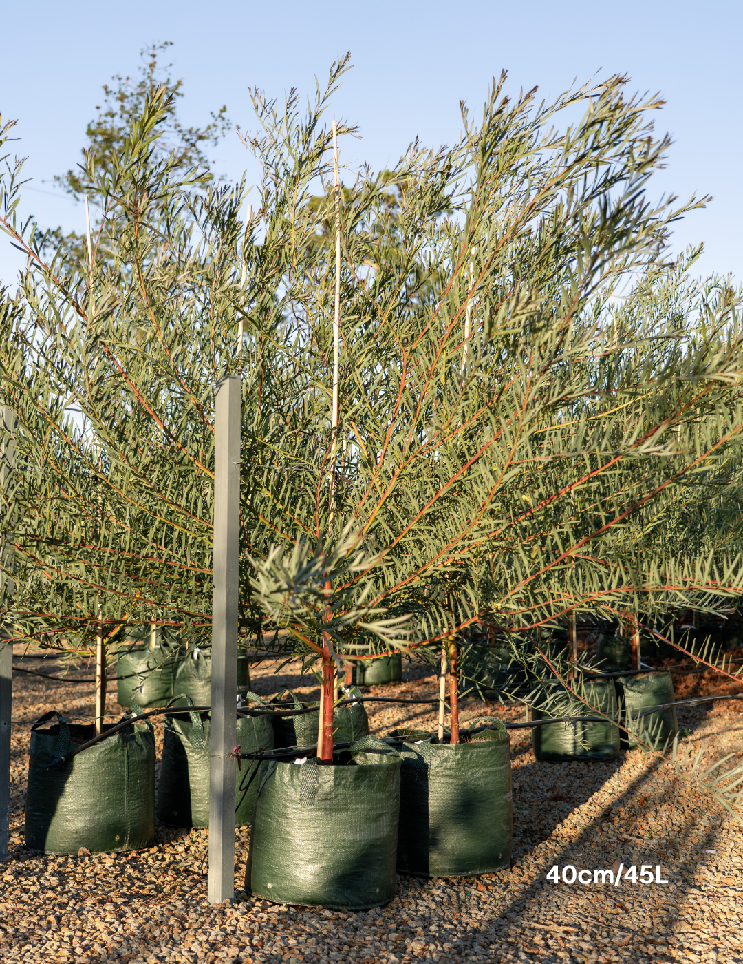 Acacia iteaphylla - Evergreen Trees Direct