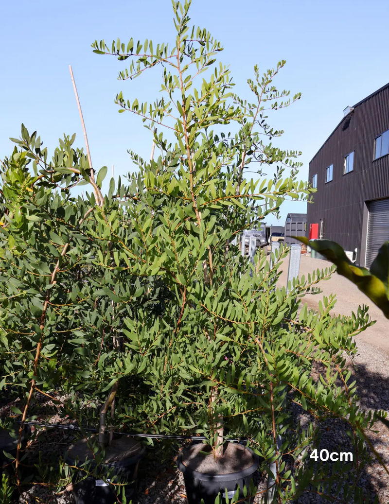 acacia-longifolia-evergreen-trees-direct