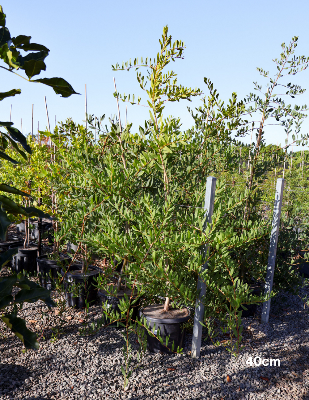 Acacia Longifolia - Evergreen Trees Direct