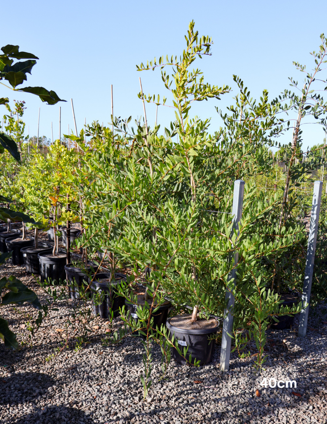 Acacia Longifolia (Sydney Golden Wattle) - Evergreen Trees Direct