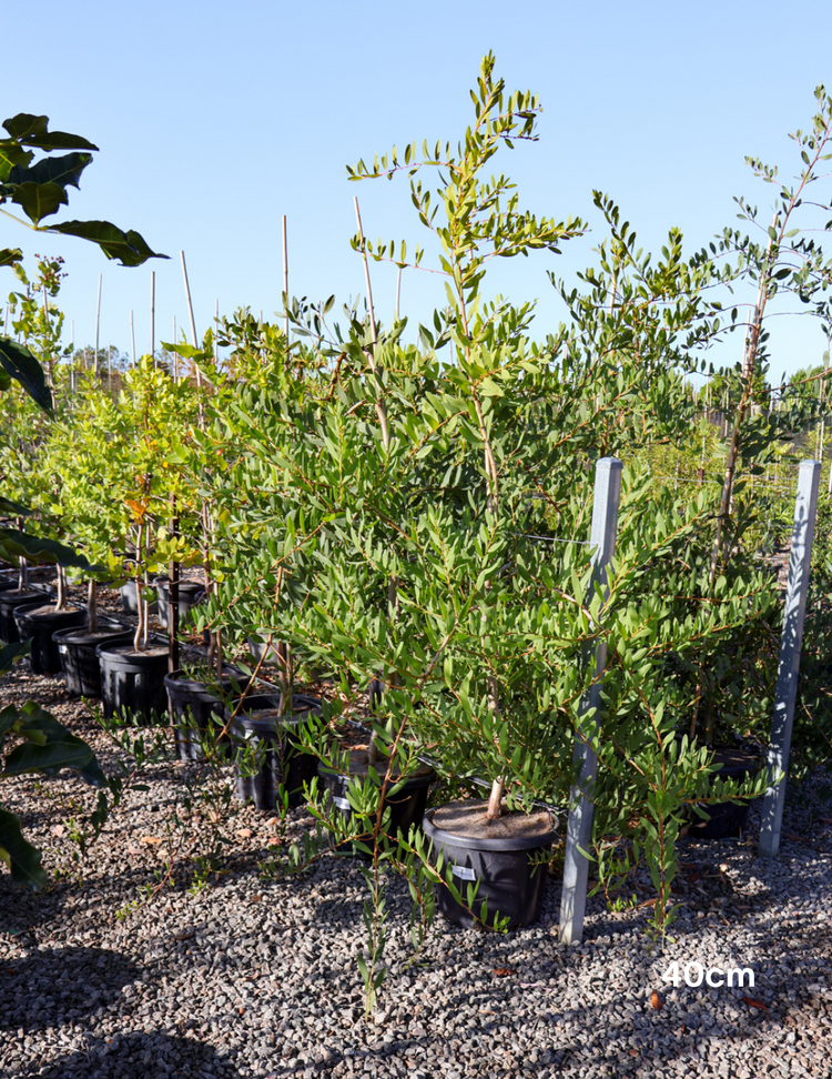 Acacia Longifolia (Sydney Golden Wattle)