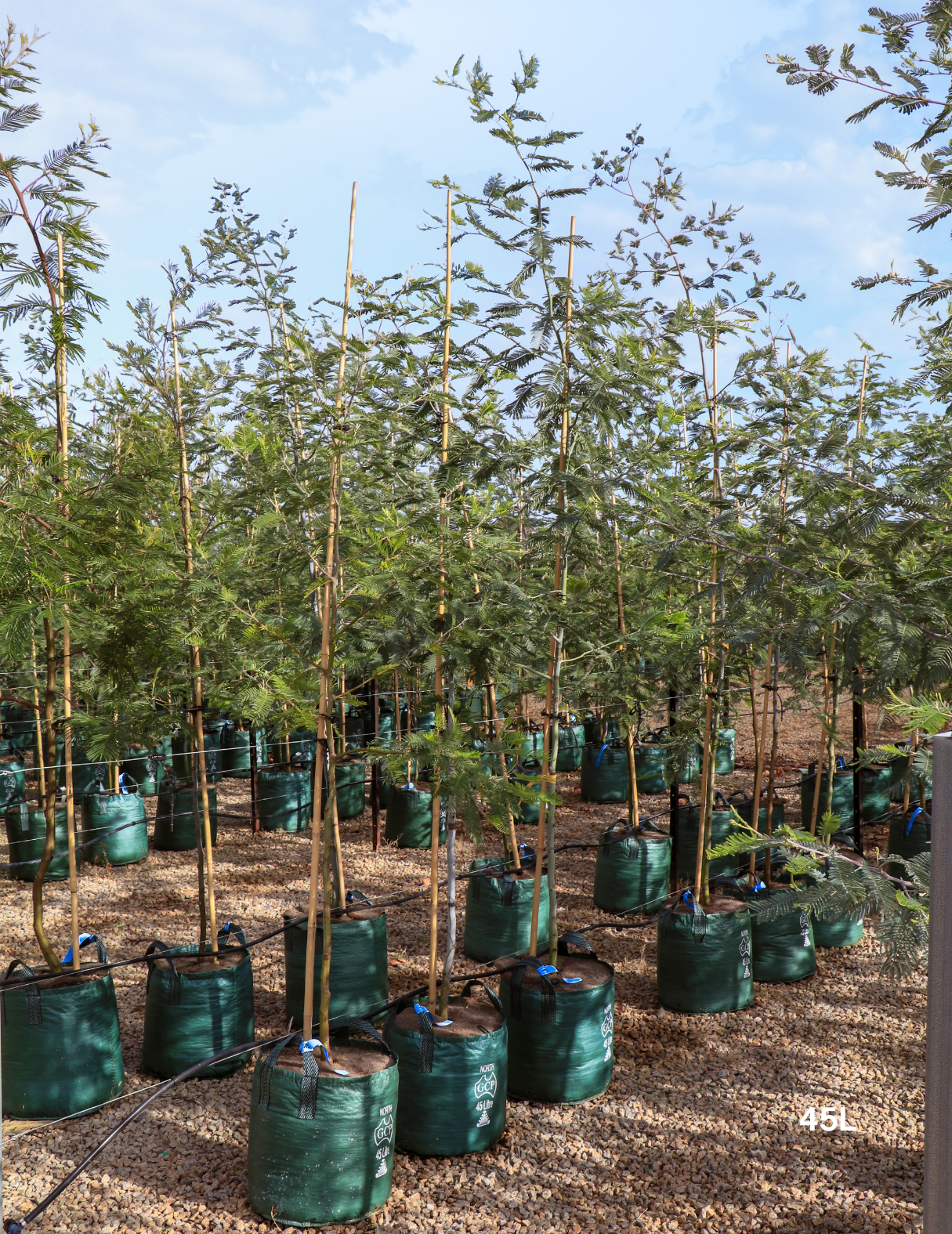 Acacia Mearnsii - Black Wattle - Evergreen Trees Direct