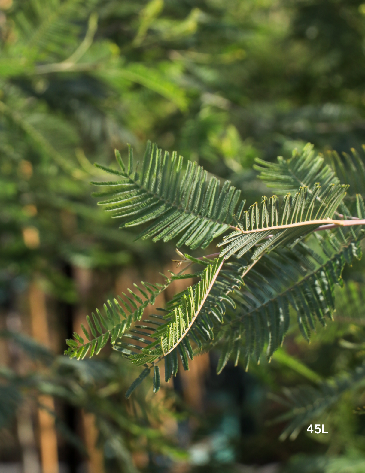 Acacia Mearnsii - Black Wattle - Evergreen Trees Direct
