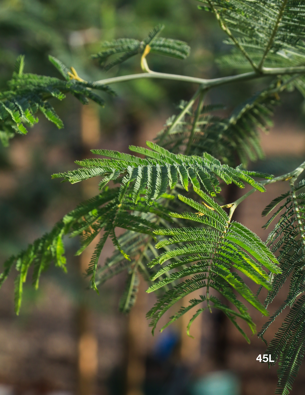 Acacia Mearnsii - Black Wattle - Evergreen Trees Direct