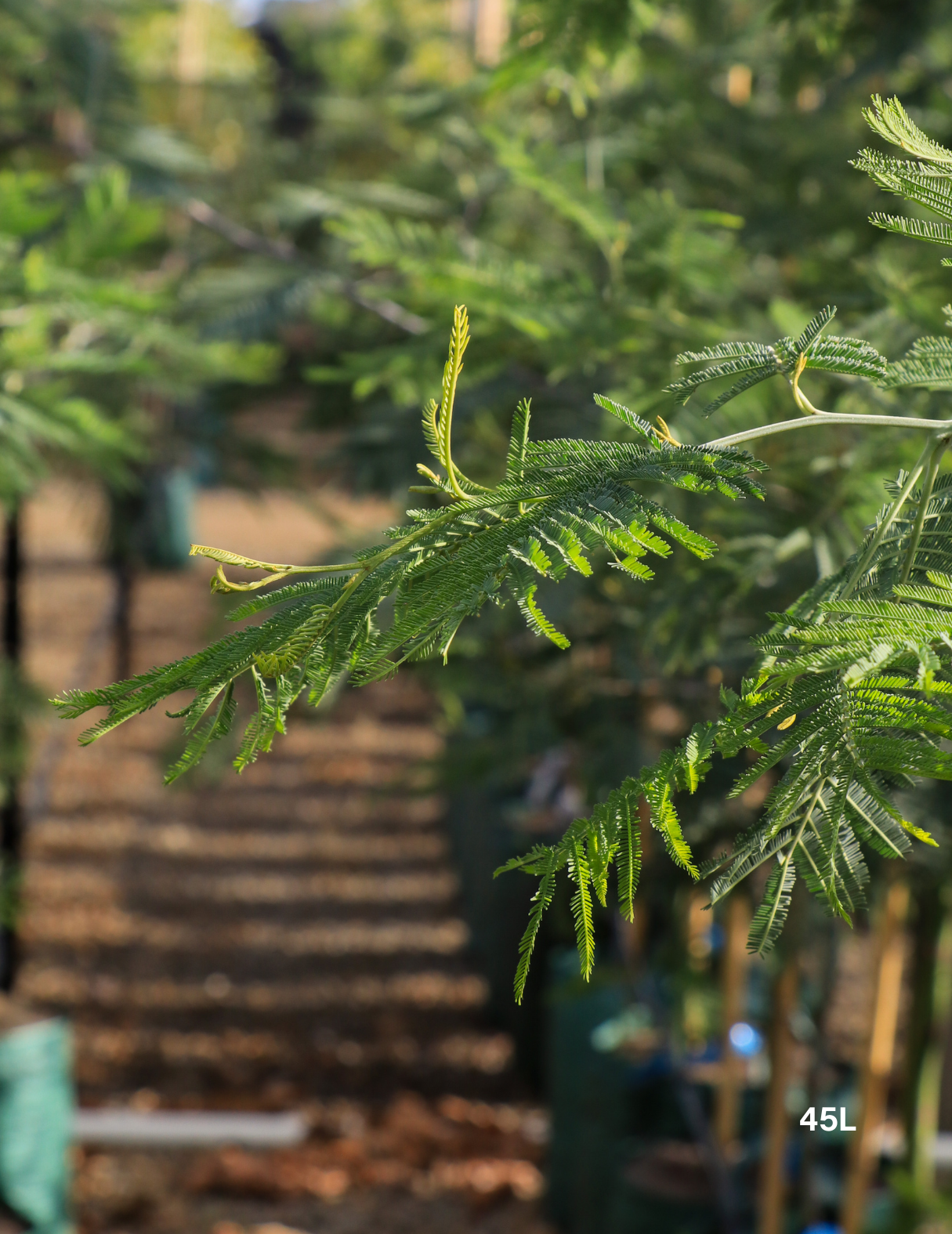 Acacia Mearnsii - Black Wattle - Evergreen Trees Direct