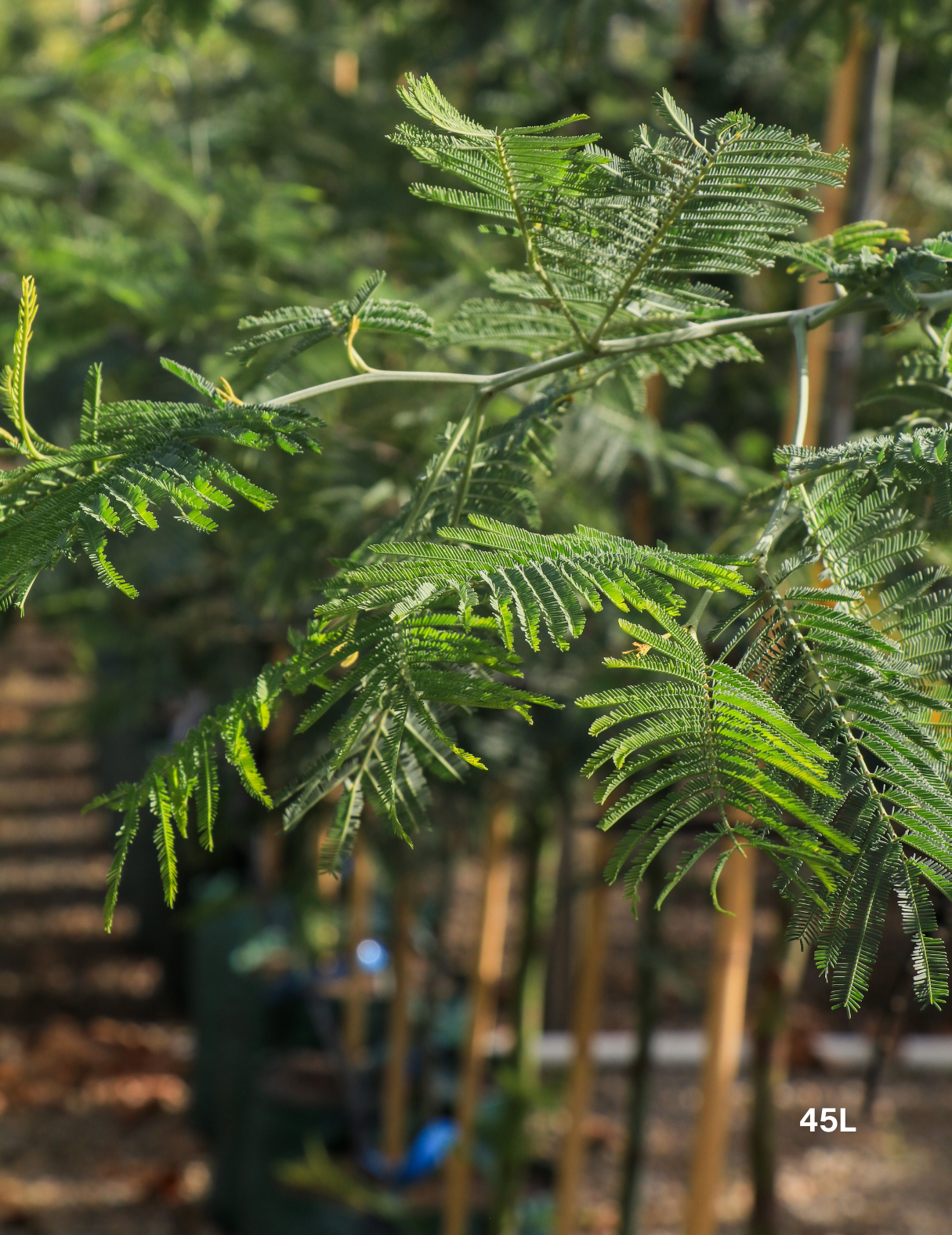 Acacia Mearnsii - Black Wattle - Evergreen Trees Direct