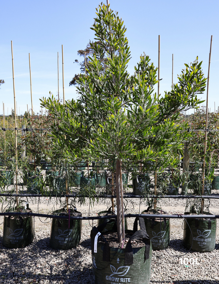 Acacia melanoxylon - Blackwood Acacia