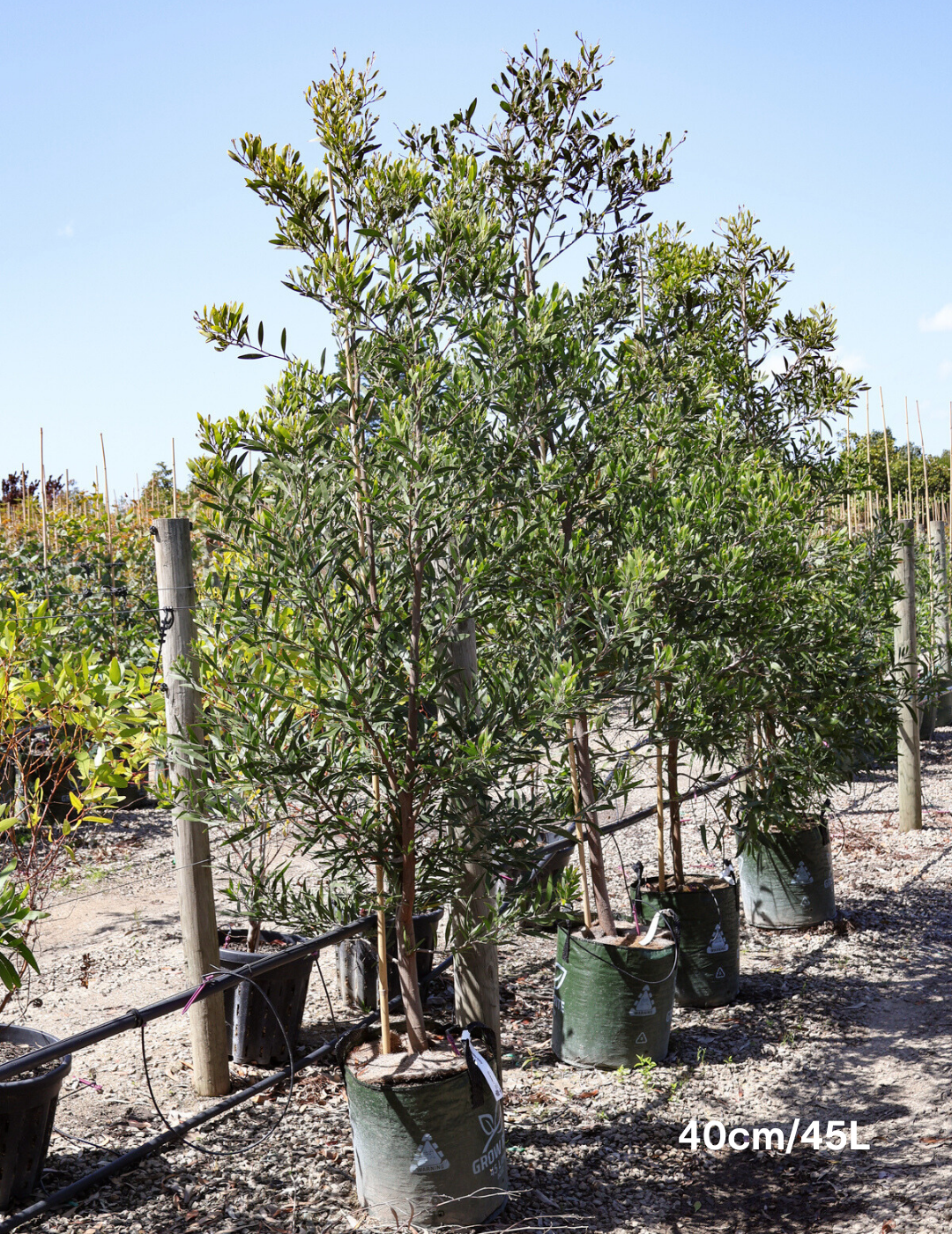 Acacia melanoxylon - Blackwood Acacia - Evergreen Trees Direct