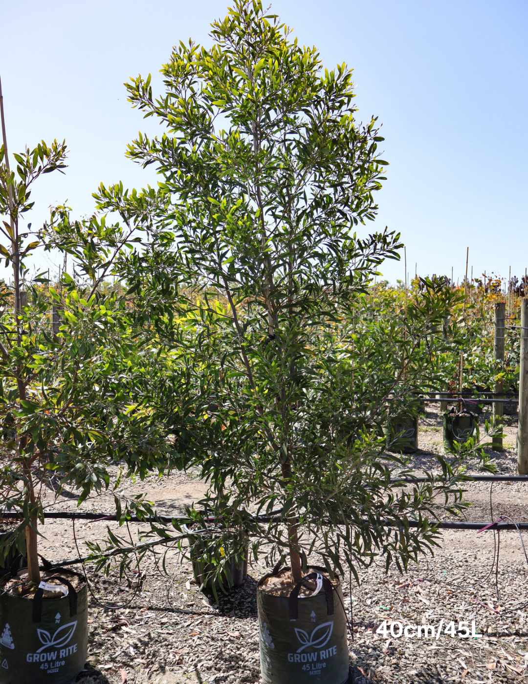 Acacia melanoxylon - Blackwood Acacia - Evergreen Trees Direct