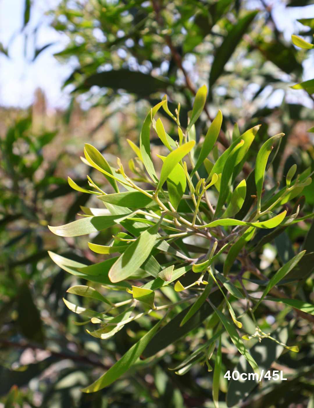 Acacia melanoxylon - Blackwood Acacia - Evergreen Trees Direct