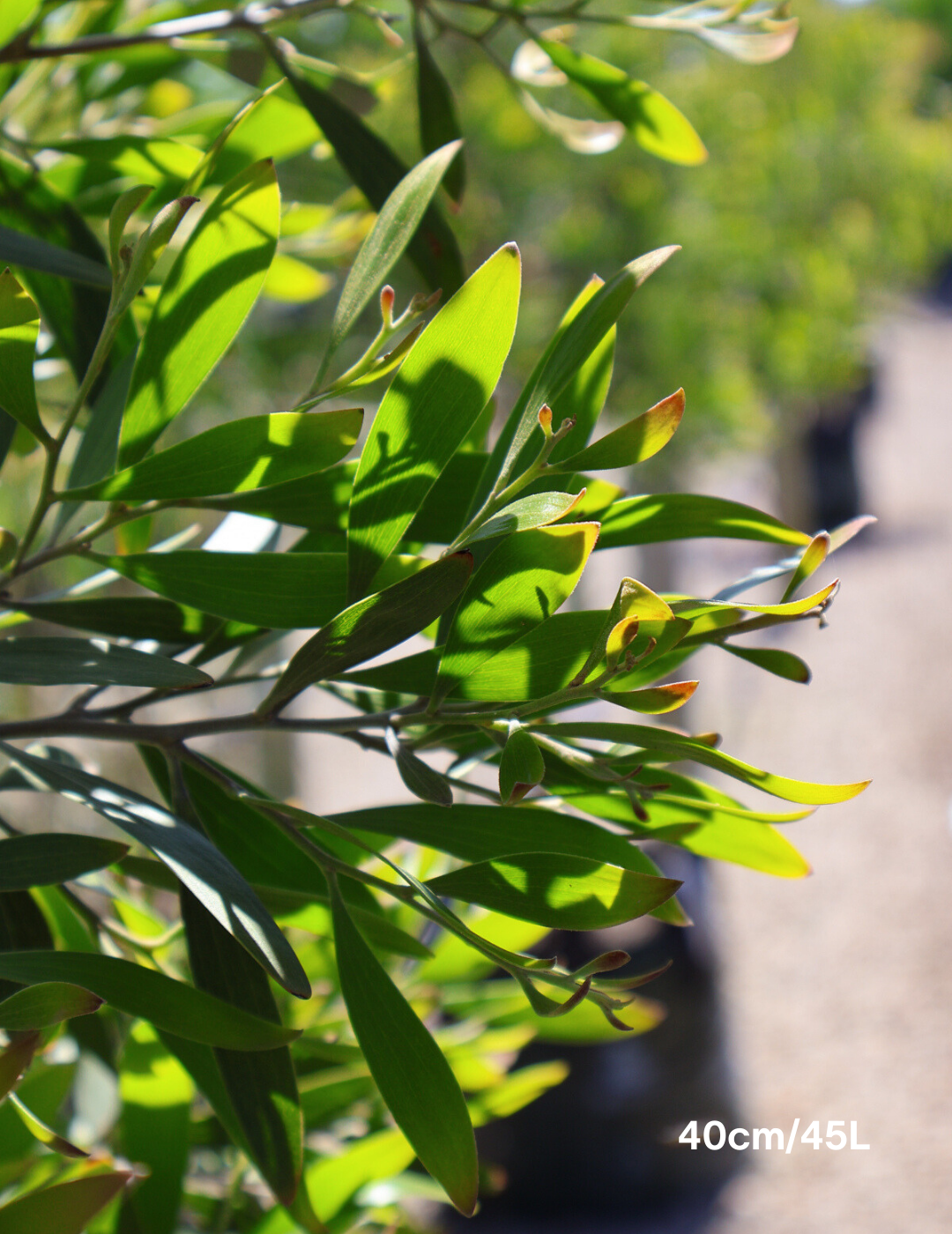 Acacia melanoxylon - Blackwood Acacia - Evergreen Trees Direct