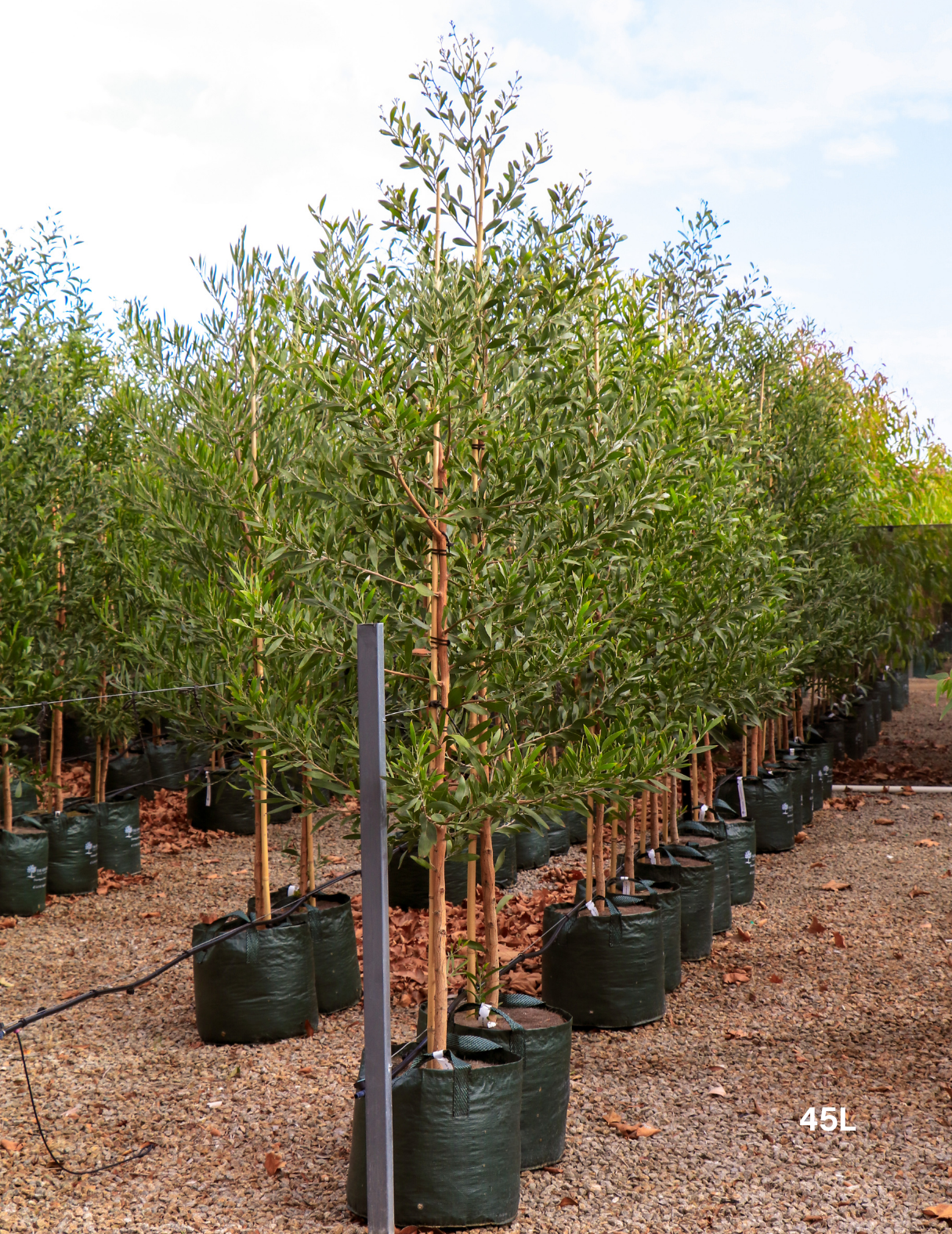 Acacia melanoxylon - Blackwood Acacia - Evergreen Trees Direct