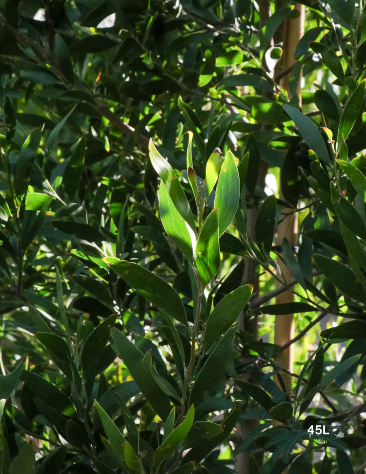 Acacia melanoxylon - Blackwood Acacia