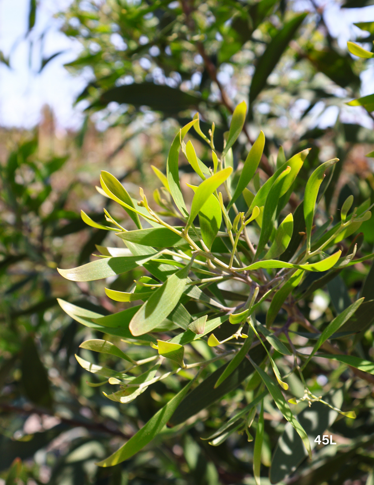 Acacia melanoxylon - Blackwood Acacia