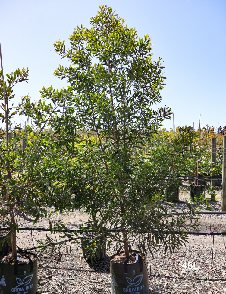 Acacia melanoxylon - Blackwood Acacia