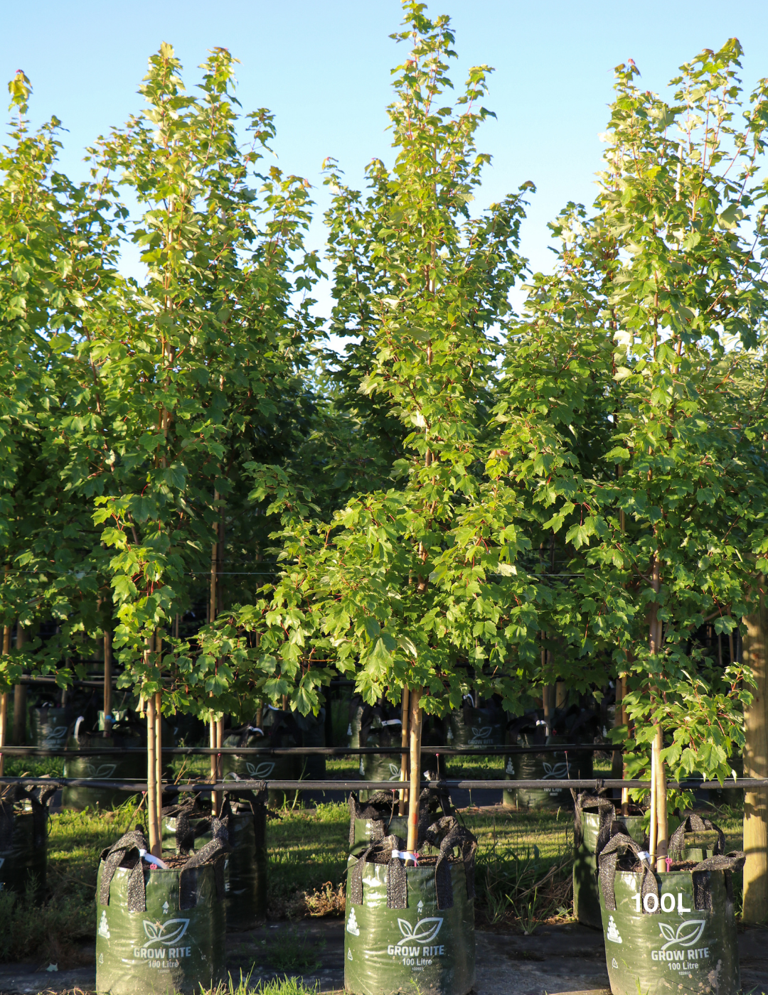 Acer rubrum 'Autumn Red' - Canadian Maple