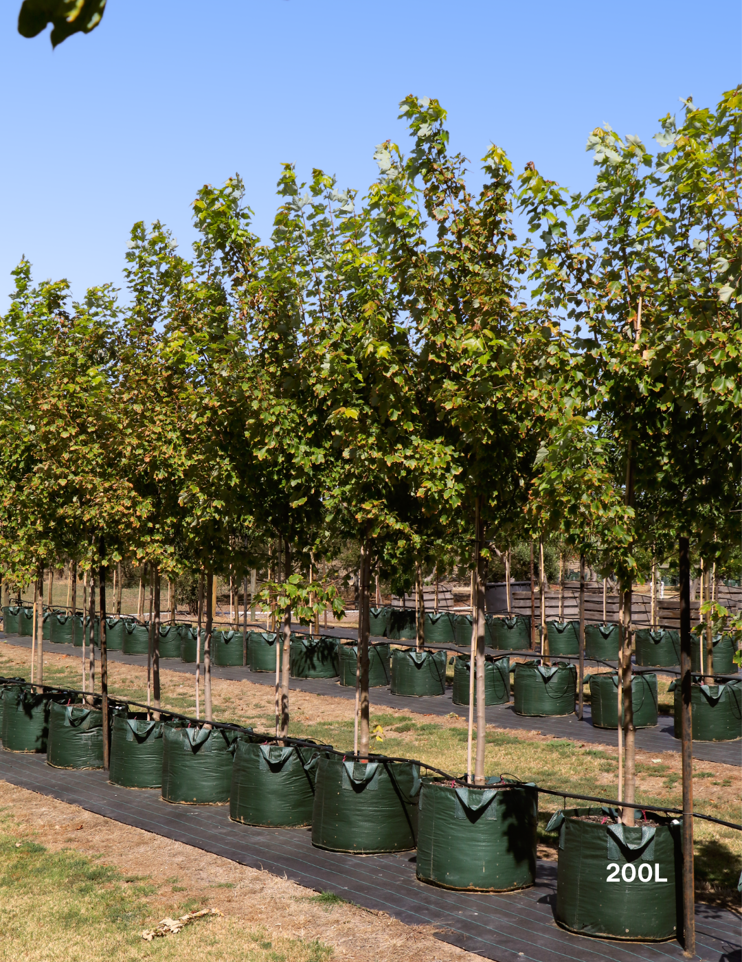 Acer rubrum 'Autumn Red' - Canadian Maple