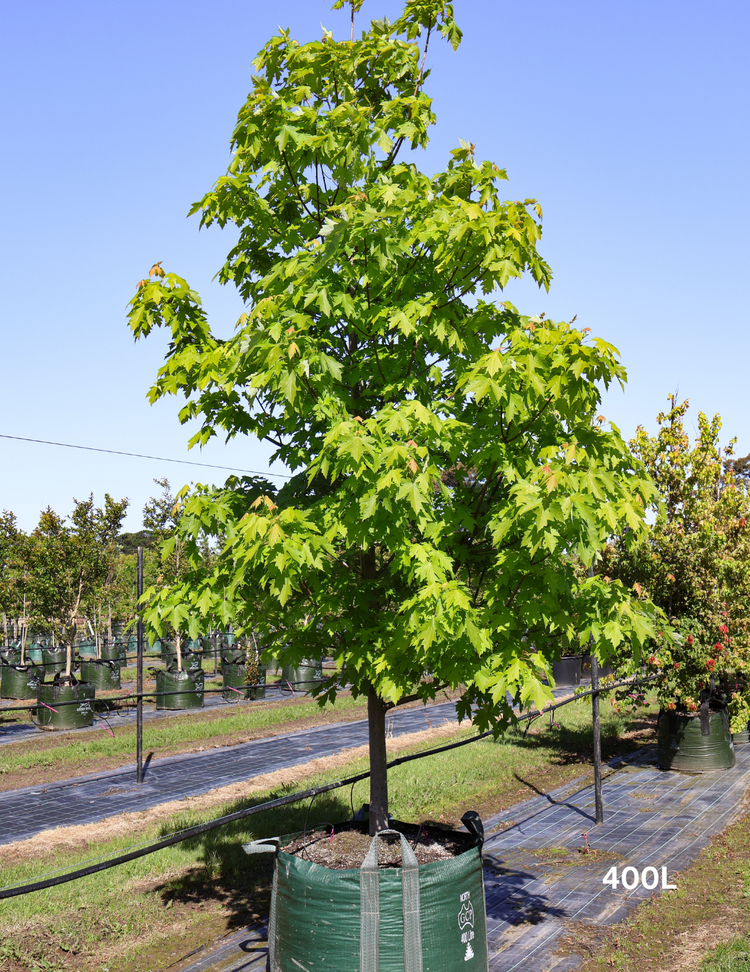 Acer rubrum 'Autumn Red' - Canadian Maple