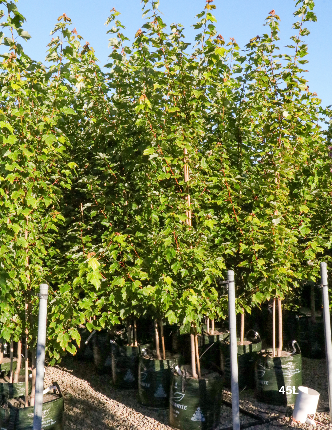Acer rubrum 'Autumn Red' - Canadian Maple
