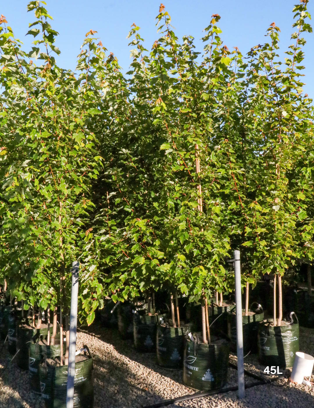 Acer rubrum 'Autumn Red' - Canadian Maple